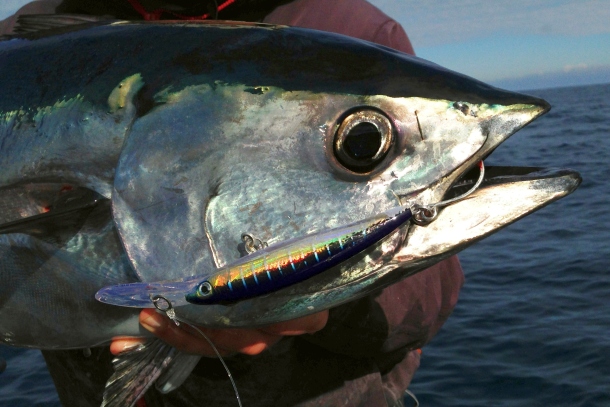 The T-Curve Revolution Bluewater Travel LT Spin 703 matched up with a Saragosa SW 5000 spinning reel proved the ideal set up for casting lures to medium-sized pelagics such as this Kimberley queenfish.